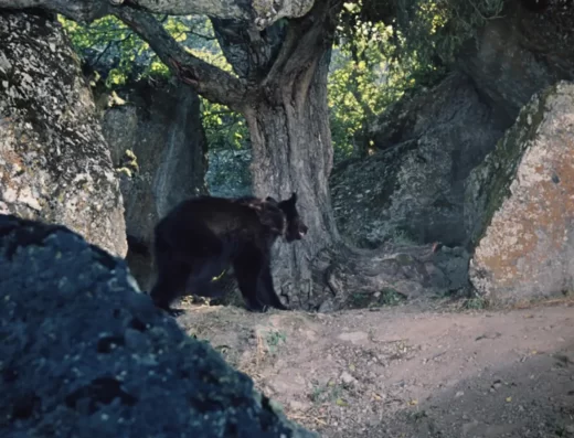 Медведь у дерева. Кадр из фильма Кавказская пленница, или Новые приключения Шурика (1967)